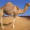 Η Γριά Καμήλα